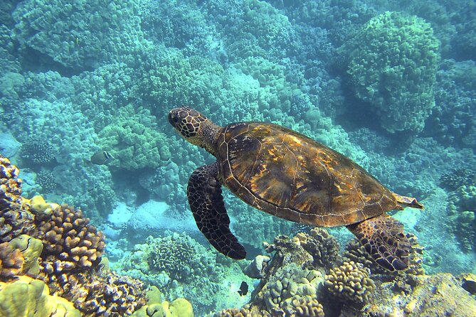 Circle Oahu Island Private Tour With Daily Chauffeur - Pricing and Tickets