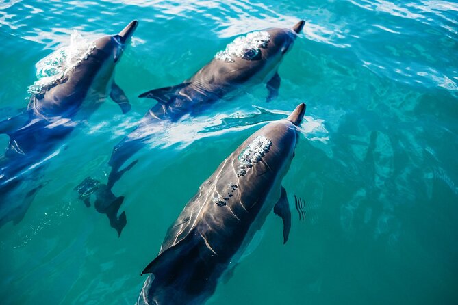Day Trip to Key West With Optional Activities From Miami - Meeting and Pickup Information