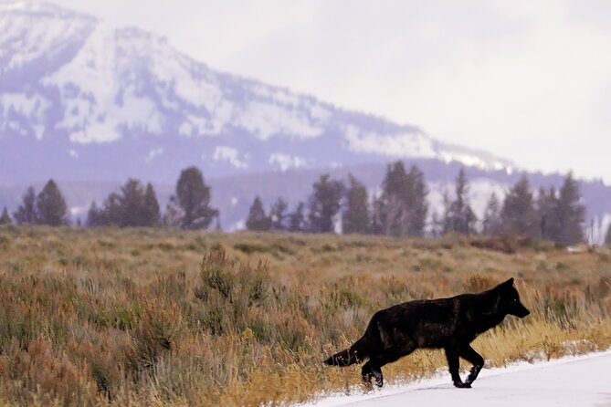 Full Day Private Guided Tour in Yellowstone National Park - Customizing Your Tour Experience