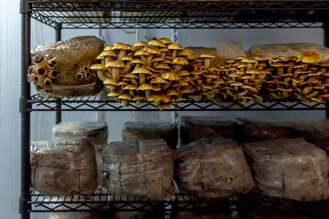 Gourmet Mushroom Farm Tour in Tennessee - Accessibility Features for All Visitors
