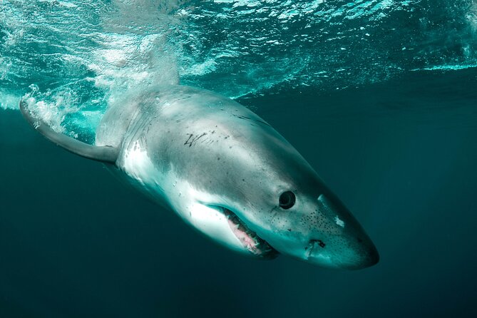Great White Sharks Topside in Monterey Bay - Safety Measures and Equipment