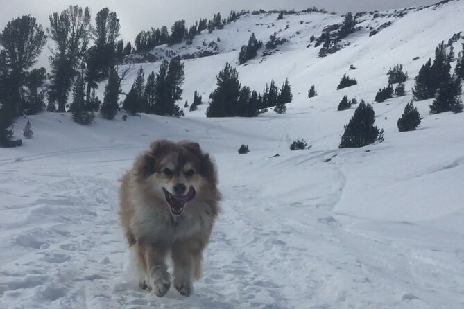 Guided Snowshoe Experience in Lake Tahoe - Inclusions and What to Expect