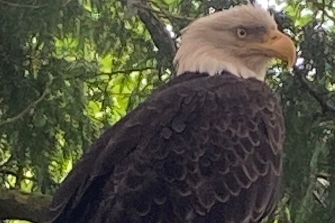 Guided Tour of Ketchikan's Top Attractions - Highlights of the Tour