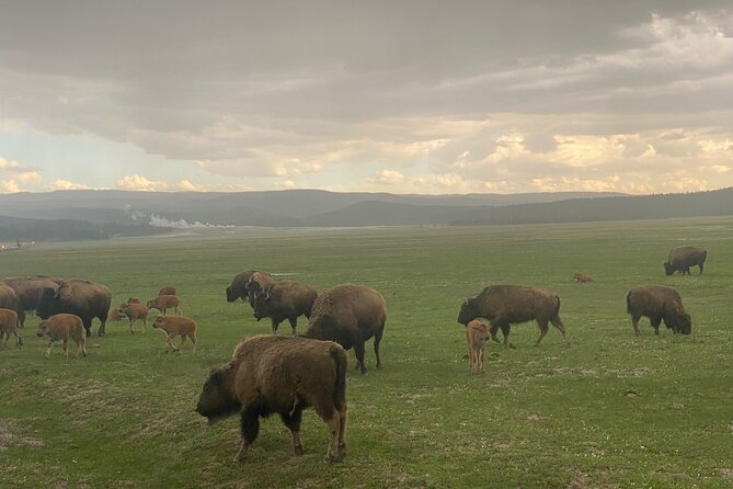 Guided Yellowstone National Park Trip - Meeting and Pickup