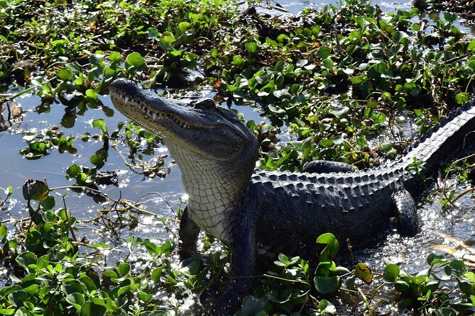 Half Day Private Swamp Experience in Louisiana - Participation Requirements