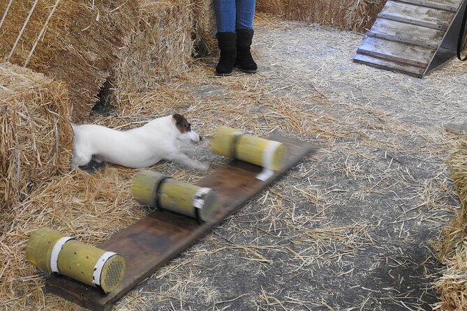 Hide & Seek Skills for Dogs at the Hay Filled New York City Barn - Good To Know