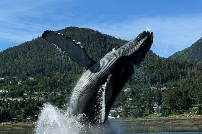 Juneau Highlights and Mendenhall Glacier Tour - Inclusions and Features