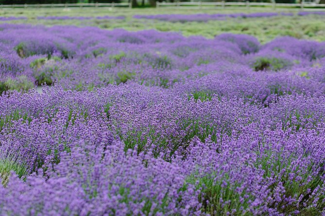 Lewin Farms, Lavender By The Bay and Tanger Outlets Full-Day Tour - Pricing and Inclusions