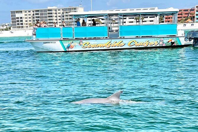 Morning Snorkel & Dolphin Adventure - Location and Meeting Information