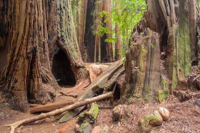 Muir Woods Self-Guided Driving and Walking Audio Tour - Pricing and Cancellation Policy