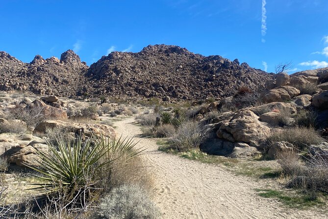 Natural Wonders Walk: Plants, Animals and Rocks of Joshua Tree - Exploring the Diverse Flora of the Desert