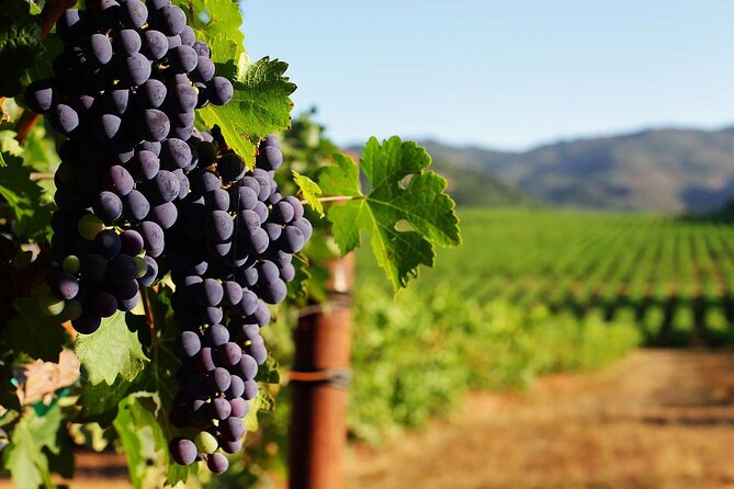 New York Wine Vineyard Tour - Meeting and Transportation