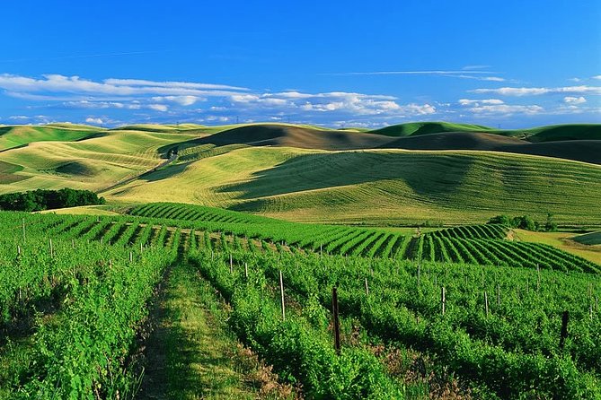 Private Airport Transfer From SFO to Sonoma Valley - Vehicle Options and Capacity