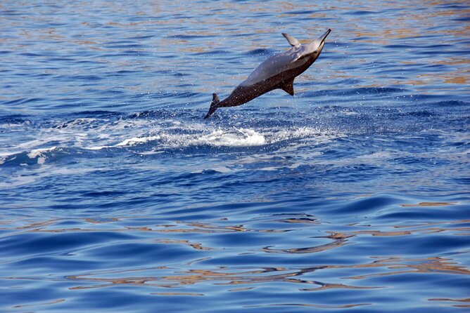 Private Sunset Snorkel and Dinner Cruise in Oahu Charter - Inclusions and Amenities