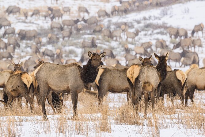 Private Tour Grand Teton National Park - Inclusions of the Tour Package