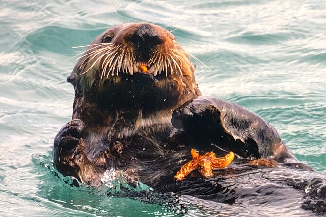 Private Walking Tour in Whittier AK - Wildlife Observation Opportunities