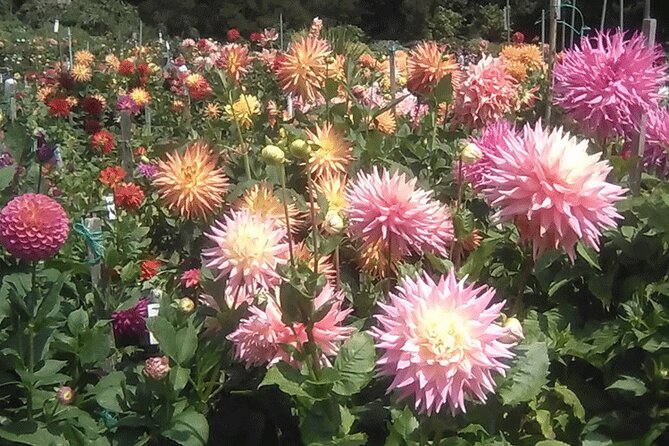 Private Weekday Walking Tour Highlights of Golden Gate Park - Key Highlights of Golden Gate Park