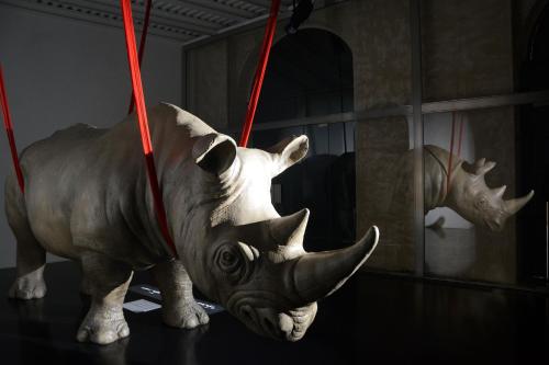 Rhinoceros - Amenities and Services