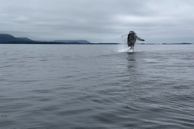 Sitka'S Private Wildlife Whale Adventure for 6 W/Transportation - Transportation and Meeting Points