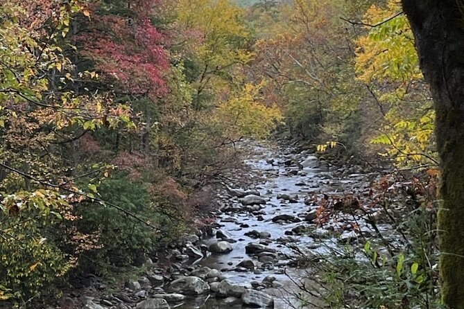 Stroll Back in Time Smokies History Streams and Forest Hike - Discovering Streams and Forests of the Smokies