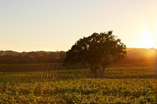 SummerWood Inn - Room Types and Amenities