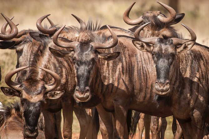 Tanzania Safari 1- Day - ARUSHA NATIONAL PARK VISIT - Highlights of the Tanzania Safari Experience