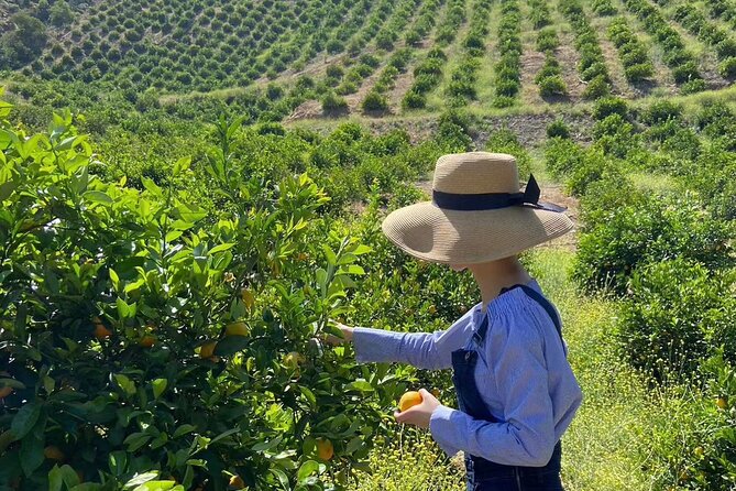 U-Pick - Tangerine and Lemon Picking at Sunmist Tangerine Farm - Picking Process and Pricing