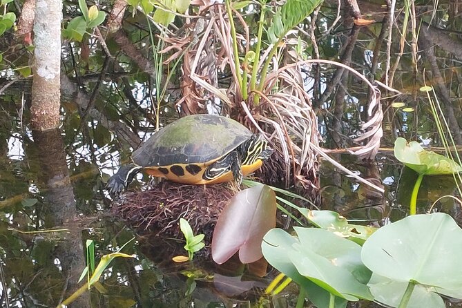Visit to the Everglades in French - Inclus Dans Lexpérience