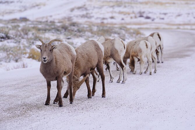 Wildlife Safari, Elk Refuge Sleigh Ride, Winter Camp Igloo Dinner - Sleigh Ride Through Elk Refuge