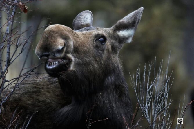 3 Days Private Yellowstone Tours From West Yellowstone - Key Points