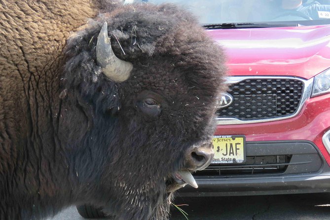 2-Day Private Tour of Yellowstone National Park Lower & Upper Loops - Accessibility and Participation