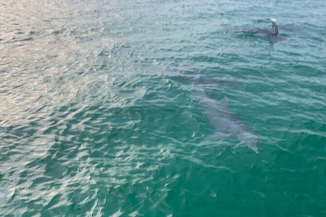 2 Hour Shell Island Jet Ski Dolphin Tour - Requirements and Restrictions