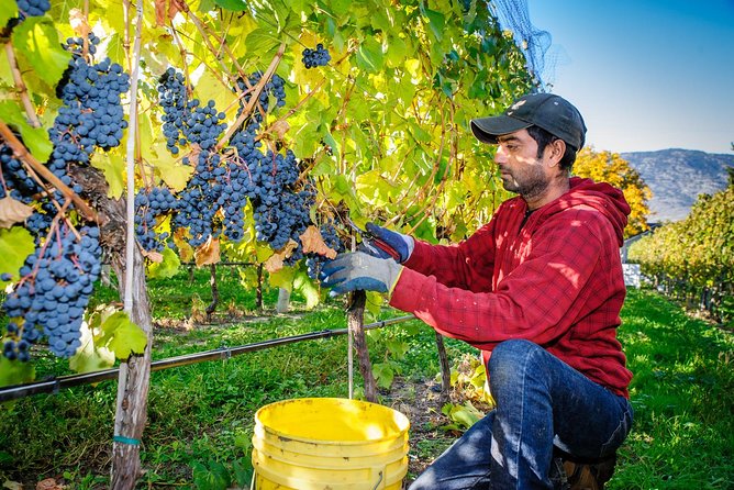8 Hour Napa or Sonoma Wine Tour in Private Limousine - Pickup and Schedule