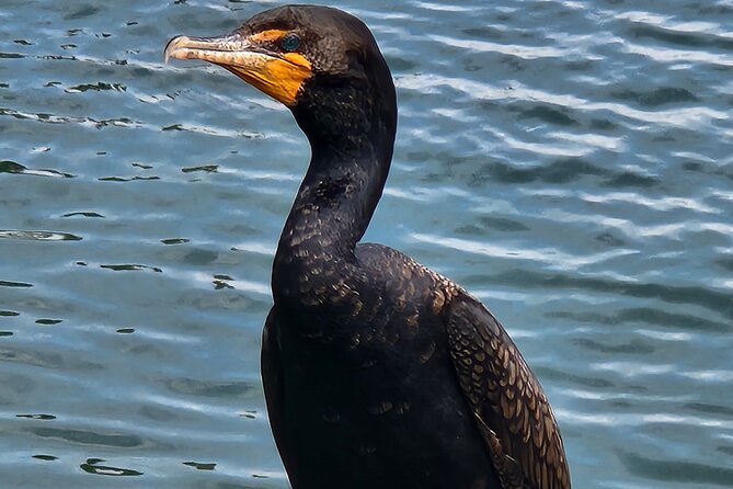 Afternoon Crystal River Ecological Boat Tour - Tour Experience