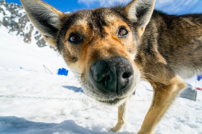 Alaska Helicopter and Glacier Dogsled Tour - SEWARD AREA - Booking Process and Cancellation Policy