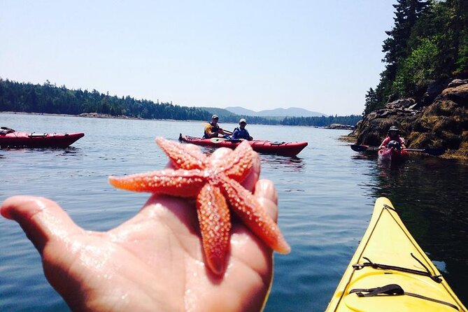 Aqua Safari Kayak Tour Departing Southwest Harbor - Essential Equipment Provided