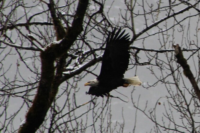 Bald Eagles Nesting Area Tour at Skagit River - Accessibility Features