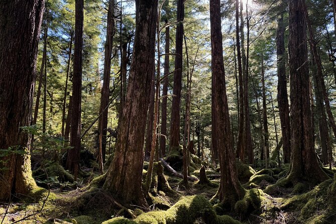 Beautiful Hike on Tongass National Forests Lunch Creek Trail - Enjoying the Scenery