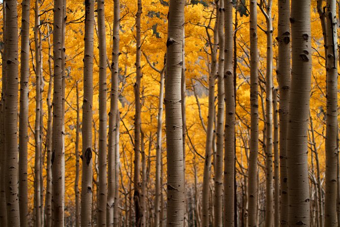 Forest Bathing and Meditation on Mt Lemmon - Highlights of the Experience