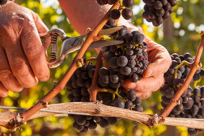 From Portland Private Willamette Valley Wine Tour - Accessibility and Participation Guidelines