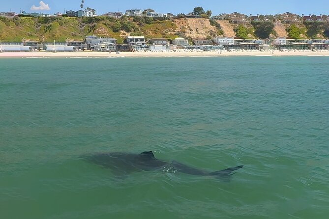 Great White Sharks Topside in Monterey Bay - Health and Participation Guidelines