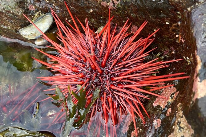 Guided Tour of Ketchikan's Top Attractions - Inclusions and Amenities