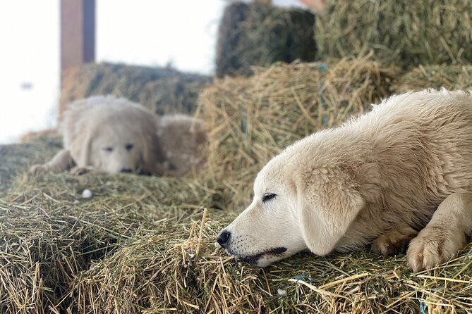 Guided Walking Tour of Methow Meadows and Meet the Animals - Interacting With the Farm Animals