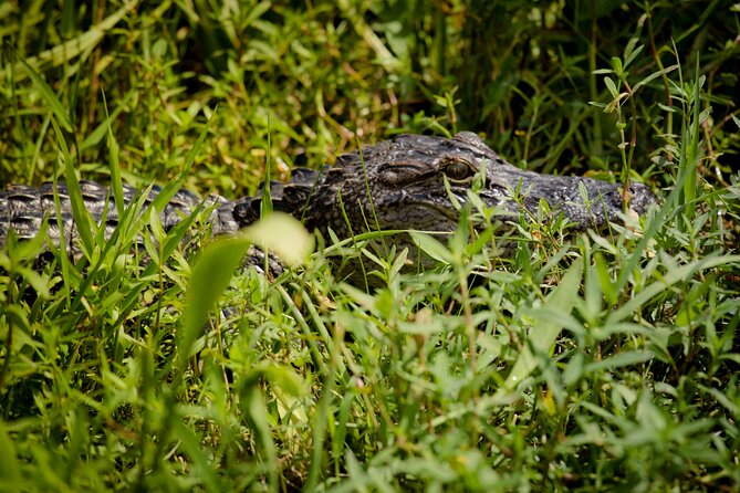 Half Day Private Swamp Experience in Louisiana - What to Expect on the Tour