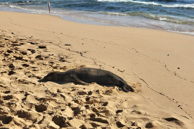 Kauai Island Day Trip From Oahu With Airfare Included - Health and Accessibility Considerations