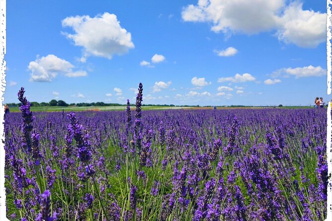 Lewin Farms, Lavender By The Bay and Tanger Outlets Full-Day Tour - Additional Information
