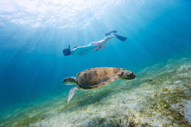 Morning Snorkel & Dolphin Adventure - Included Features