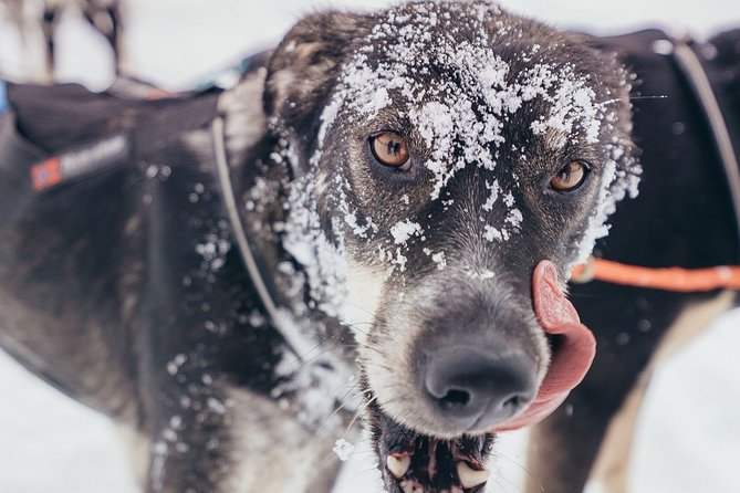One Hour Experience Dog Sledding - Health and Safety Guidelines