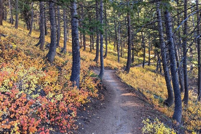Park City Hiking Activity With Local Guide - Health and Accessibility Considerations