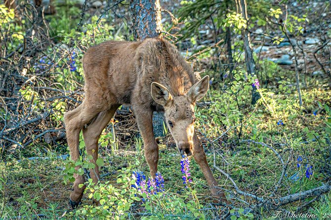 Private Full Day Photography Workshop of Fairbanks - Rental Options and Equipment Availability
